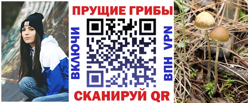 Псилоцибиновые грибы Cubensis где найти ОМГ ОМГ онион Верхняя Салда